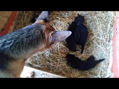 10 day old German Shepherd puppies-10 დღის გერმანული ნაგაზის ლეკვები